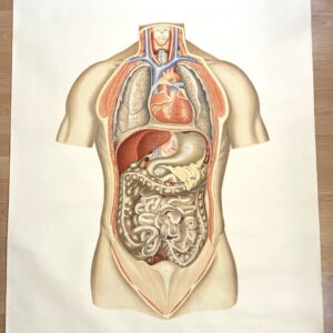Schulplakat innere Organe nach Dr.A.Wander Bern