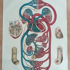 Schulplakat Blutkreislauf